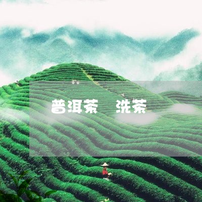 普洱茶 洗茶/2023042908834